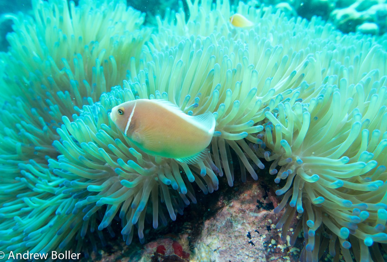 Great Barrier Reef Pink Skunk Clown FIsh