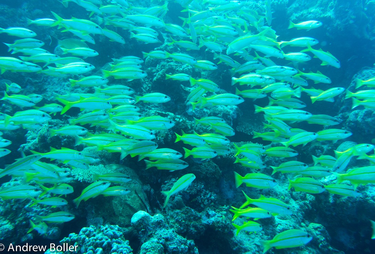 Great Barrier Reef FIsh