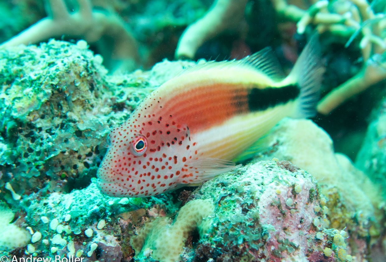 Great Barrier Reef