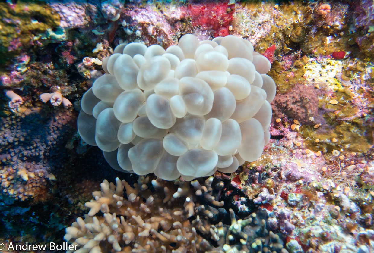 Great Barrier Reef Bubble Coral