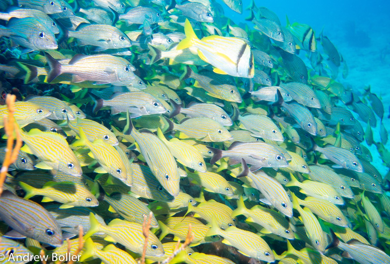 Mexico - Puerto Morelos Fish