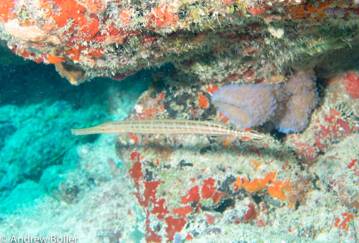 Mexico - Pipe Fish