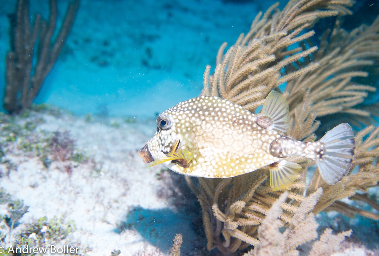 Mexico - Box Fish